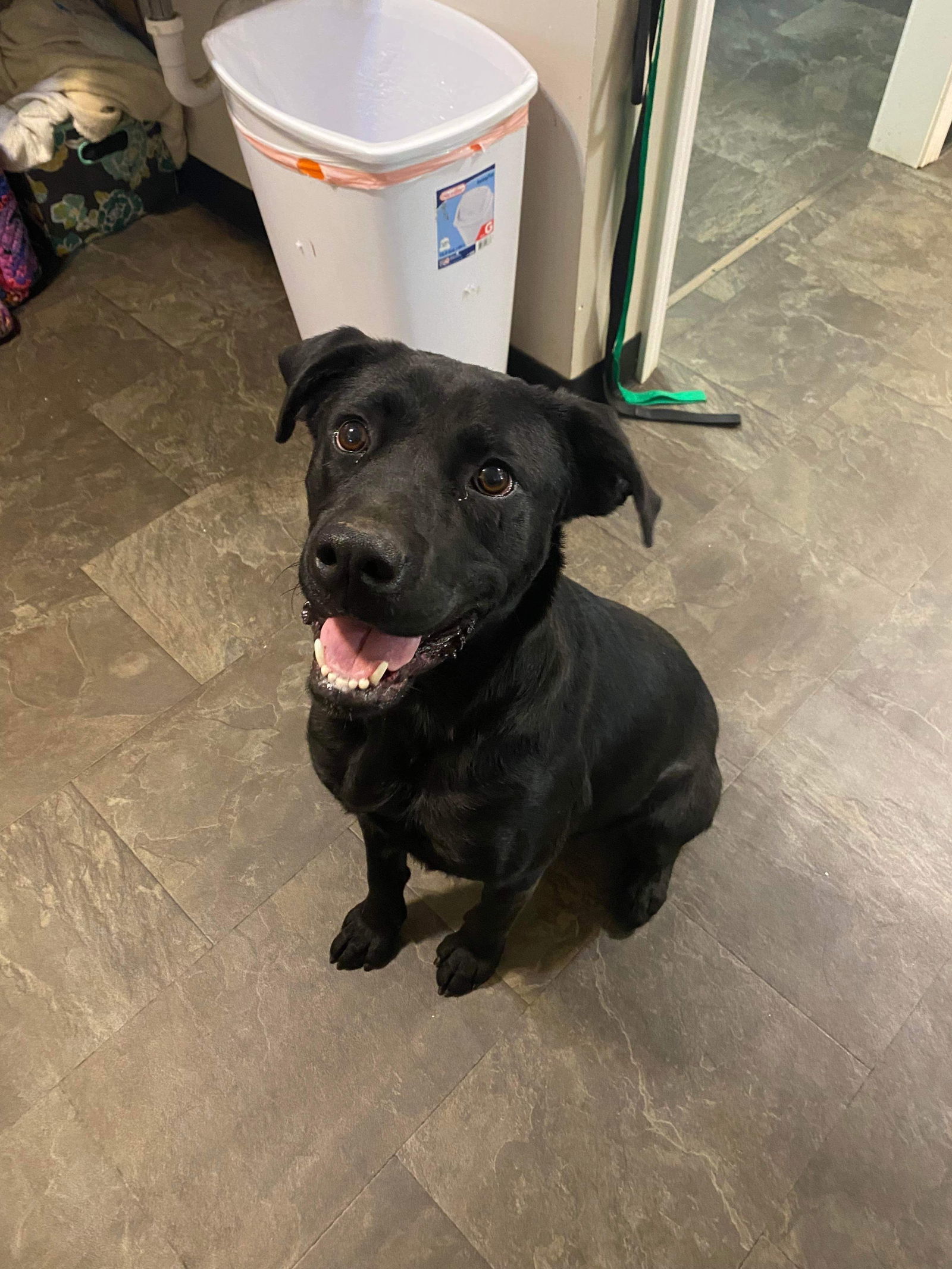 Jet, an adoptable Labrador Retriever, Pit Bull Terrier in Cromwell, KY, 42333 | Photo Image 1