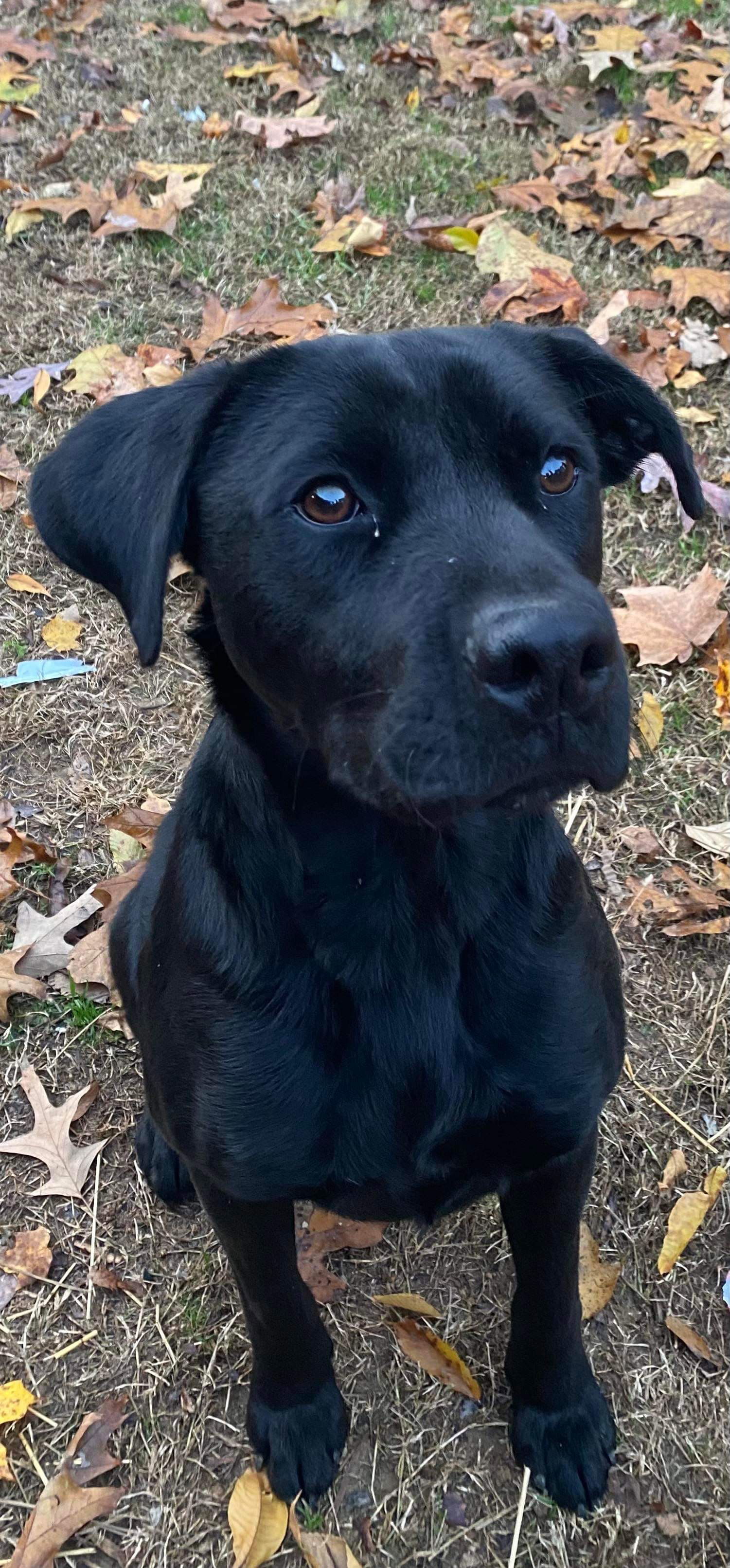 Jet, an adoptable Labrador Retriever, Pit Bull Terrier in Cromwell, KY, 42333 | Photo Image 2