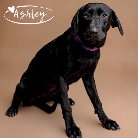 Ashley, an adoptable Black Labrador Retriever in San Diego, CA_image-1