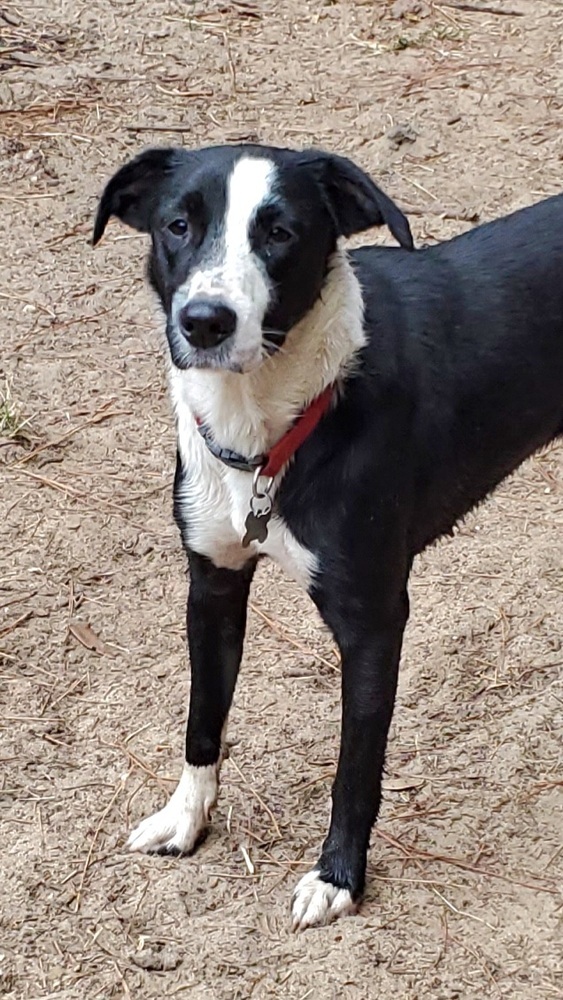 Minnie, an adoptable Border Collie, Australian Shepherd in Nokomis, FL, 34275 | Photo Image 1