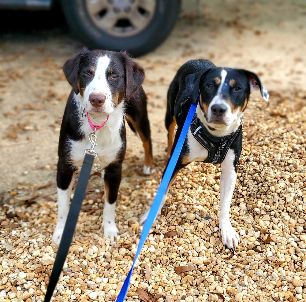 Puddin', an adoptable Border Collie, Catahoula Leopard Dog in Nokomis, FL, 34275 | Photo Image 2