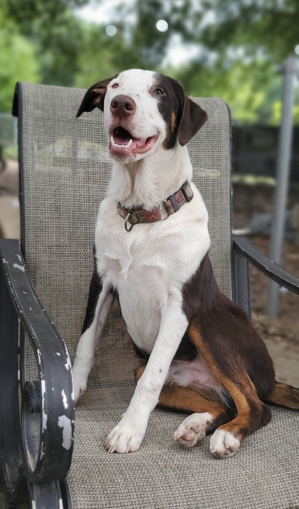 BeeBop, an adoptable Border Collie, Australian Shepherd in Nokomis, FL, 34275 | Photo Image 1