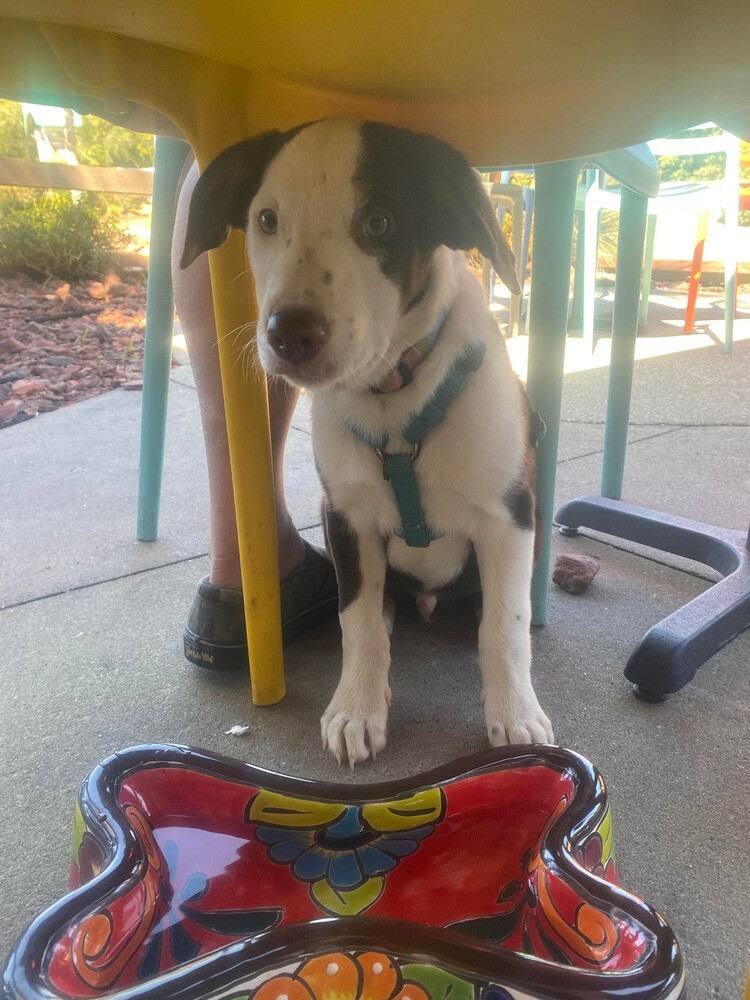 BeeBop, an adoptable Border Collie, Australian Shepherd in Nokomis, FL, 34275 | Photo Image 2