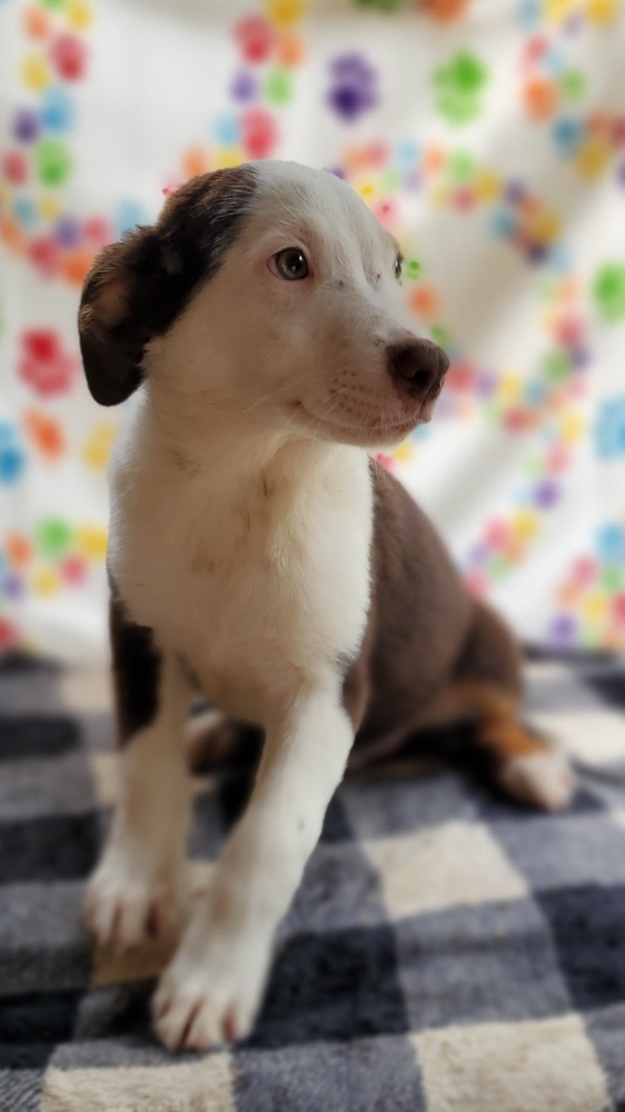 BeeBop, an adoptable Border Collie, Australian Shepherd in Nokomis, FL, 34275 | Photo Image 3