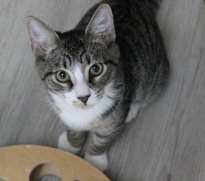 Edward, an adoptable Tabby Mix in Jamestown, CA_image-1