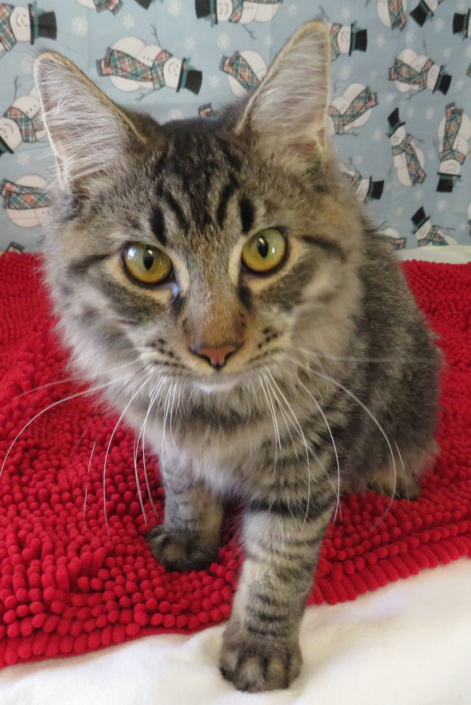 Reed, an adoptable Tabby & Domestic Long Hair Mix in Jamestown, CA_image-2