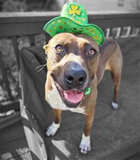 Wally, an adoptable Labrador Retriever, Pointer in Fairfax, VA, 22030 | Photo Image 1