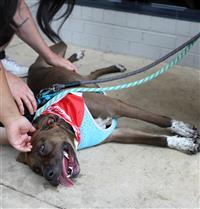 Wally, an adoptable Labrador Retriever, Pointer in Fairfax, VA, 22030 | Photo Image 2