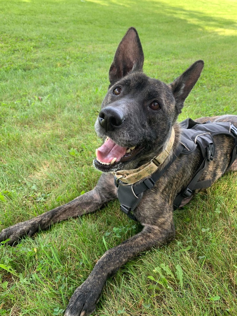 Shenzi, an adoptable Dutch Shepherd, Shepherd in Liverpool, NY, 13088 | Photo Image 2