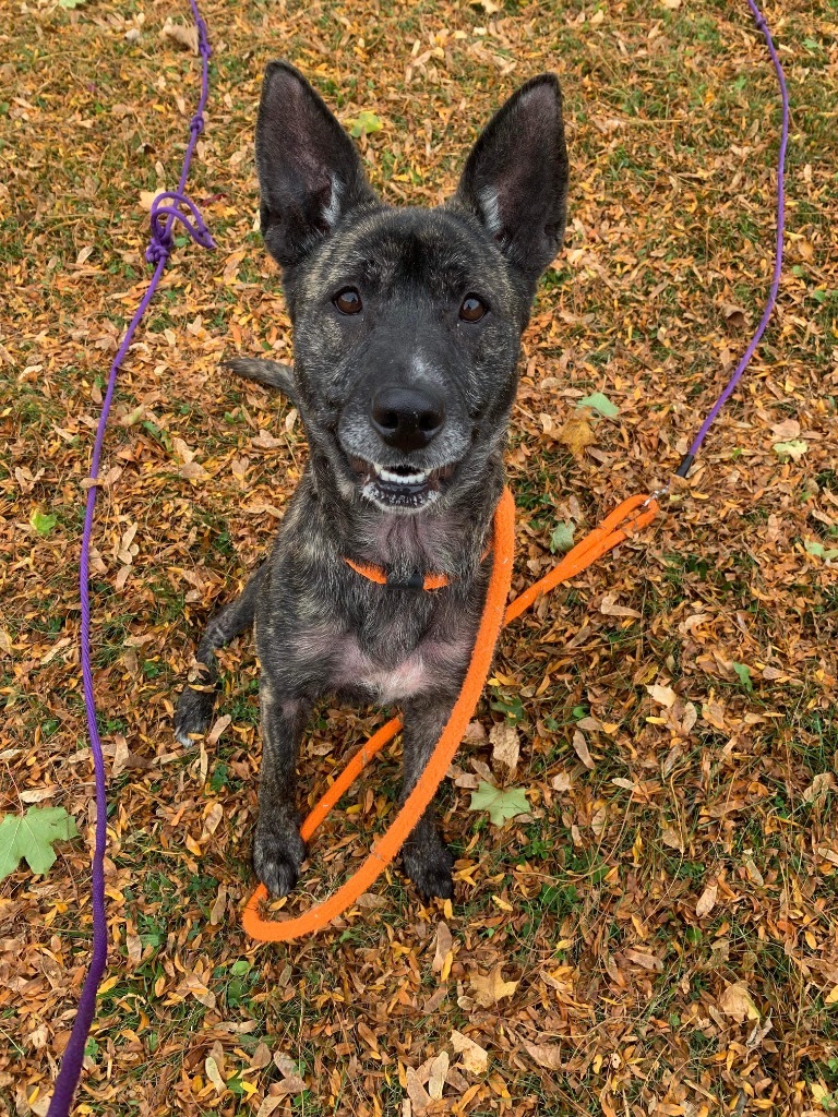 Shenzi, an adoptable Dutch Shepherd, Shepherd in Liverpool, NY, 13088 | Photo Image 3