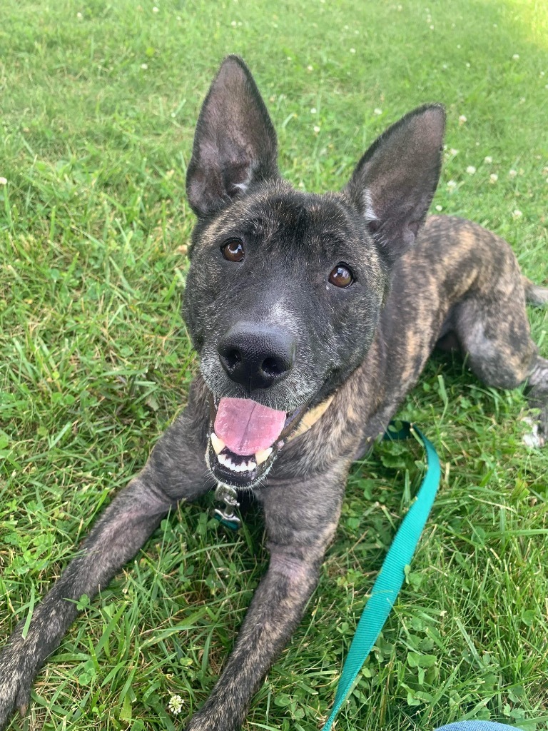 Shenzi, an adoptable Dutch Shepherd, Shepherd in Liverpool, NY, 13088 | Photo Image 4