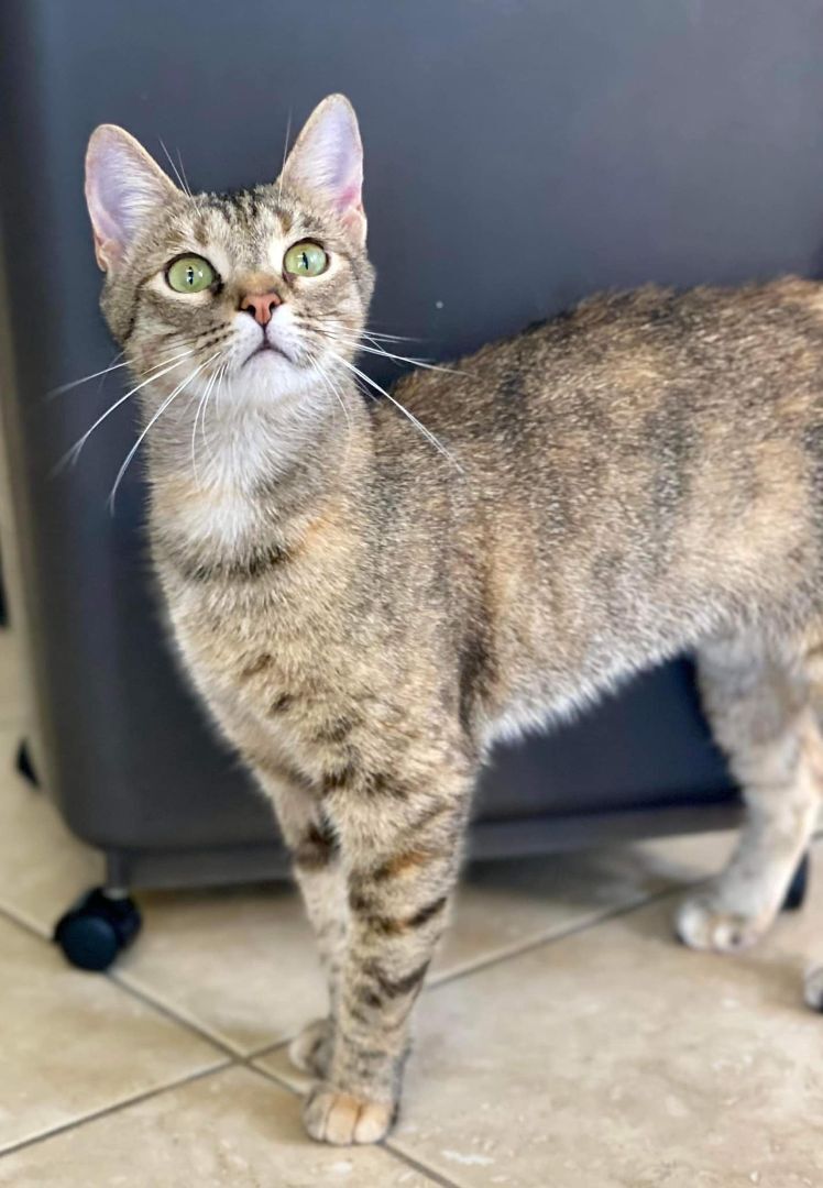 Sandy, an adoptable Torbie in Duette, FL, 34219 | Photo Image 1