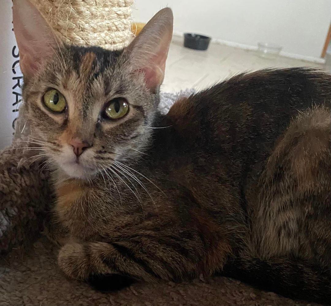 Lily, an adoptable Torbie in Duette, FL, 34219 | Photo Image 1