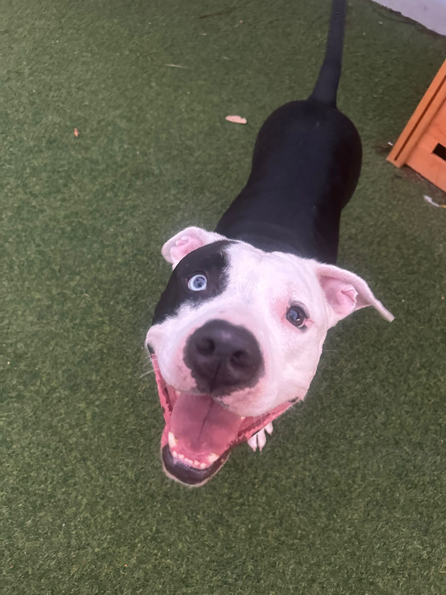 Tux, an adoptable American Bulldog in Pompano Beach, FL, 33062 | Photo Image 1