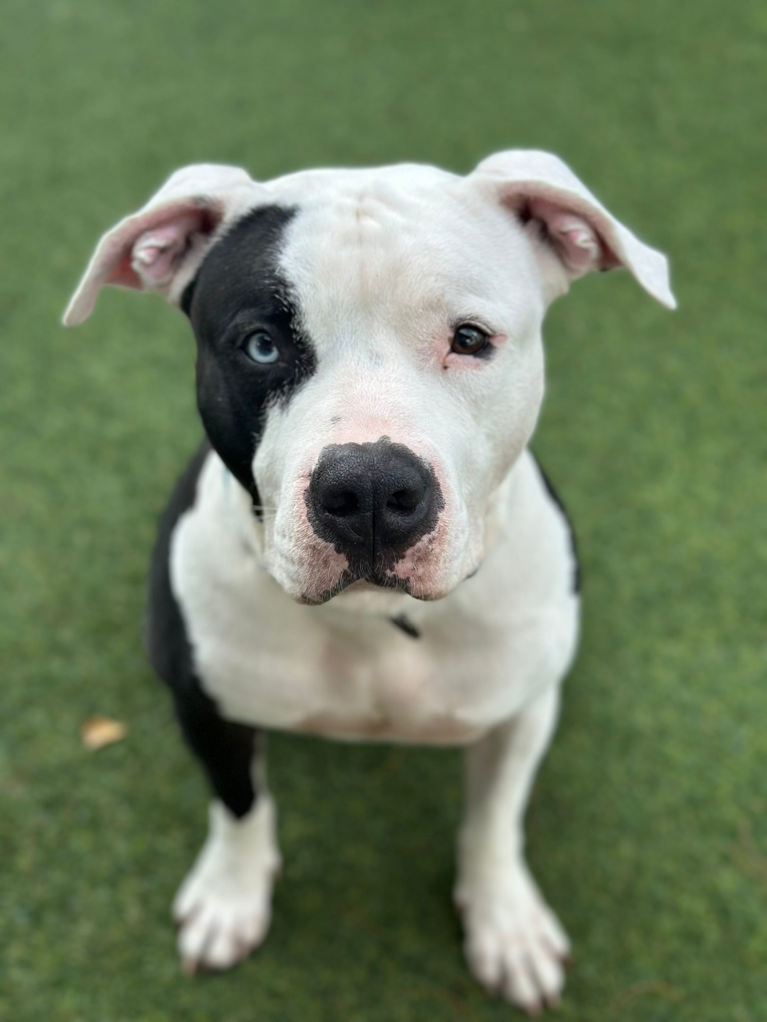 Tux, an adoptable American Bulldog in Pompano Beach, FL, 33062 | Photo Image 2