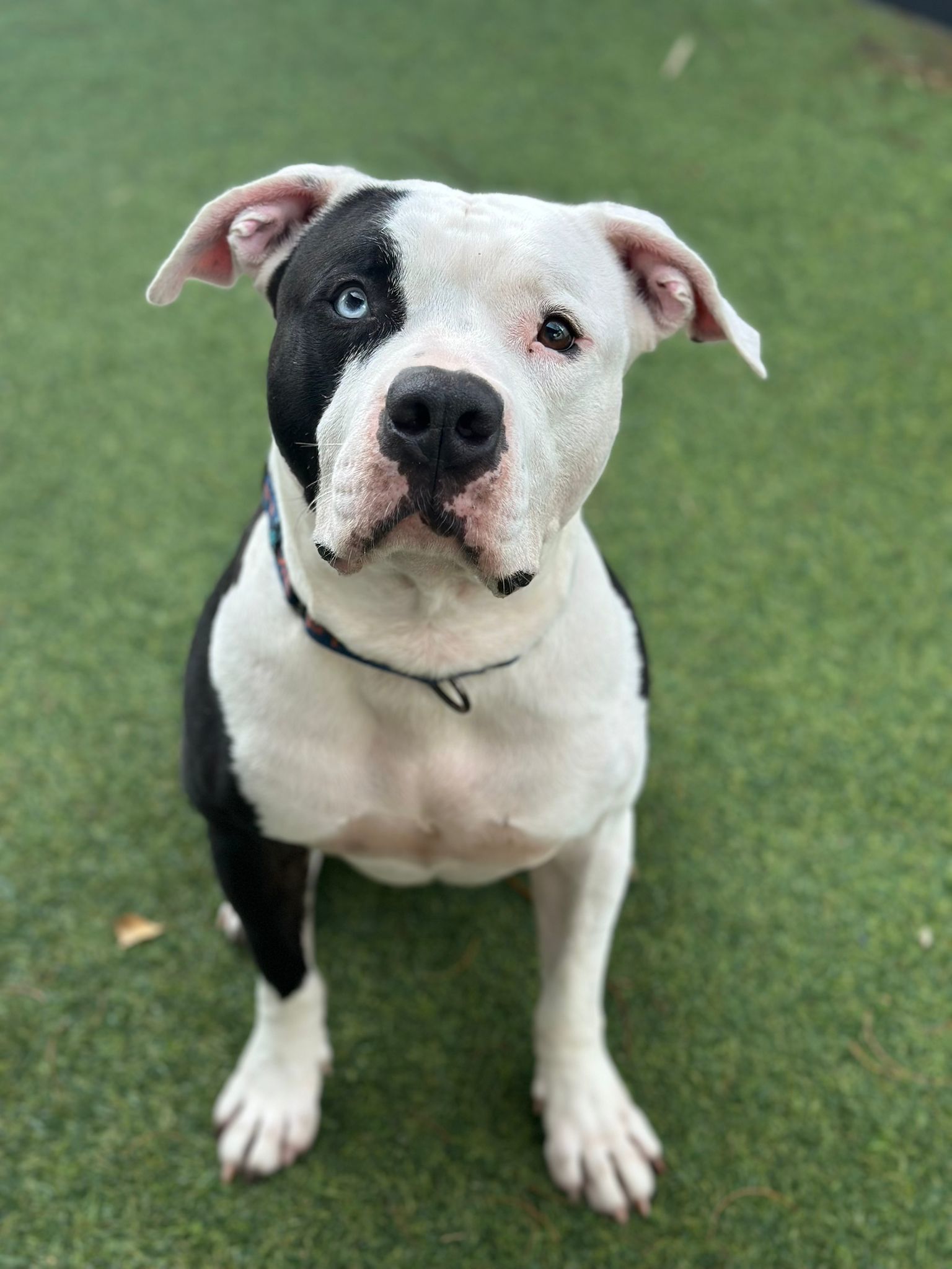 Tux, an adoptable American Bulldog in Pompano Beach, FL, 33062 | Photo Image 3