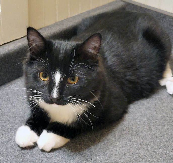 Pepe' Le Pew, an adoptable Domestic Long Hair in Fair Haven, VT_image-4