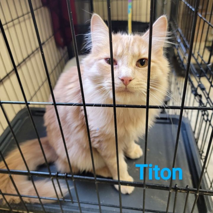 Titon, an adoptable Domestic Long Hair Mix in Madras, OR_image-1