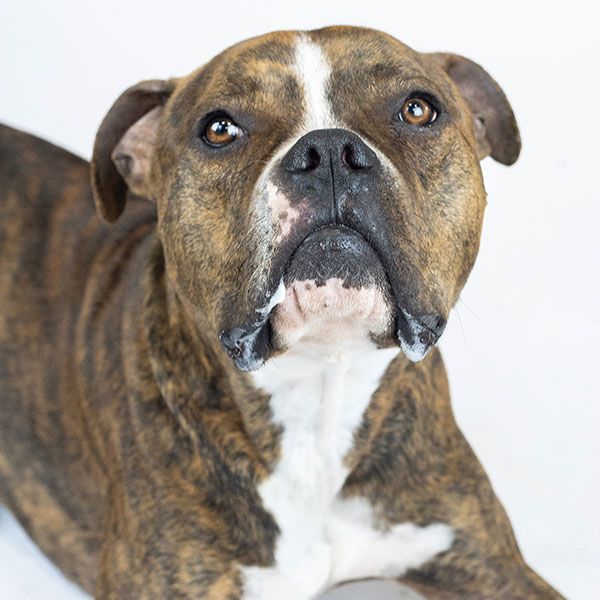 Yukon, an adoptable Pit Bull Terrier in Eagle, ID, 83616 | Photo Image 3