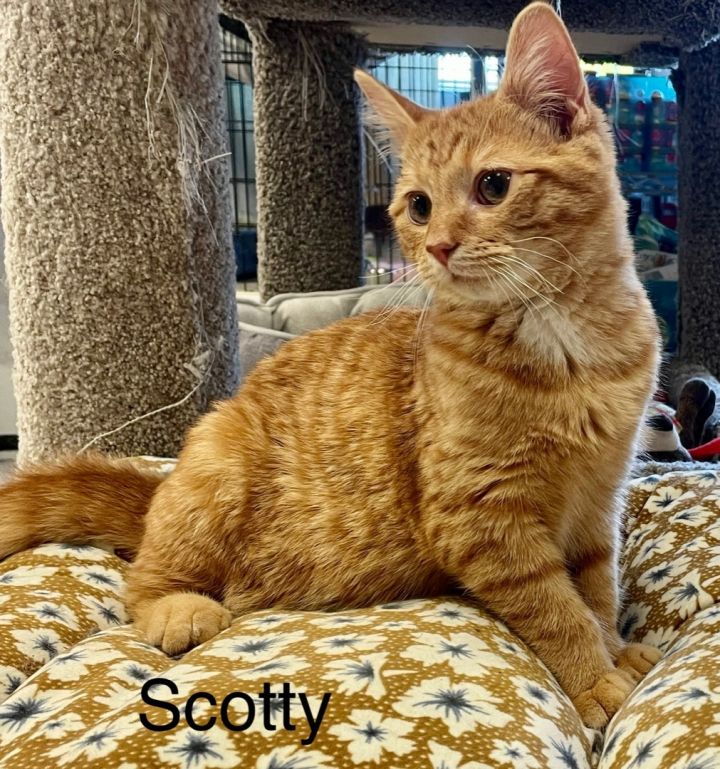 Scotty 5
