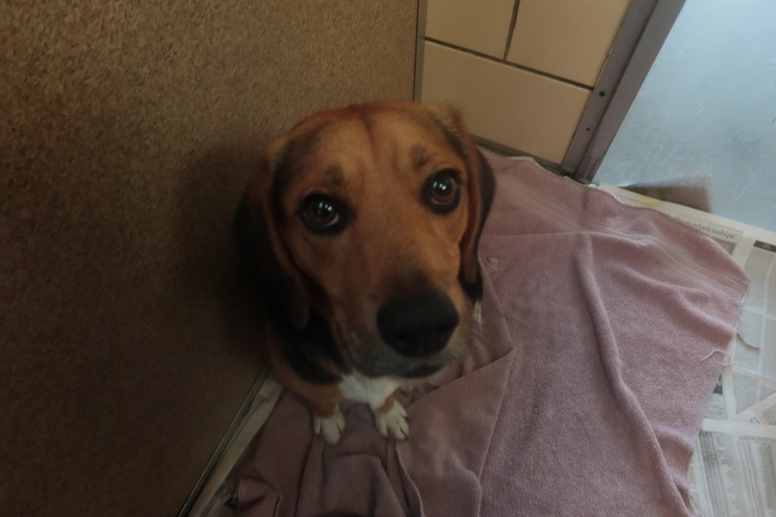 Dog for adoption Bourban a Beagle in Homer Glen IL Petfinder