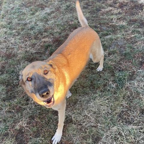 MJ (Bonded to Raven), an adoptable Shepherd, Yellow Labrador Retriever in West Des Moines, IA, 50265 | Photo Image 2