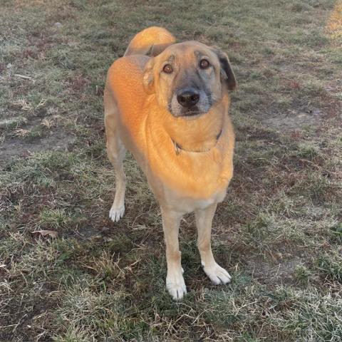 MJ (Bonded to Raven), an adoptable Shepherd, Yellow Labrador Retriever in West Des Moines, IA, 50265 | Photo Image 4