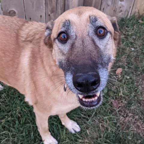 MJ (Bonded to Raven), an adoptable Shepherd, Yellow Labrador Retriever in West Des Moines, IA, 50265 | Photo Image 5