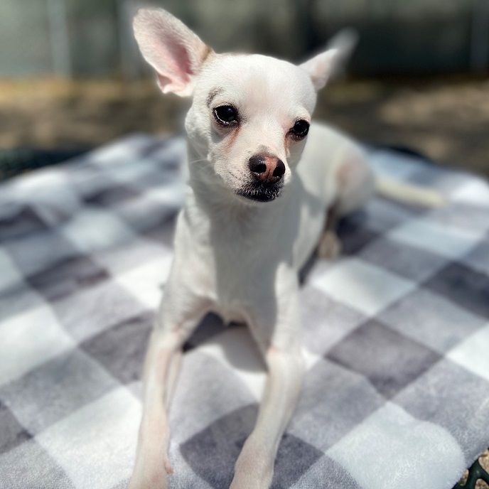 Fez, an adoptable Chihuahua Mix in Laguna Beach, CA_image-1