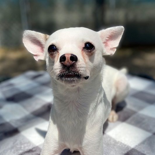 Fez, an adoptable Chihuahua Mix in Laguna Beach, CA_image-2
