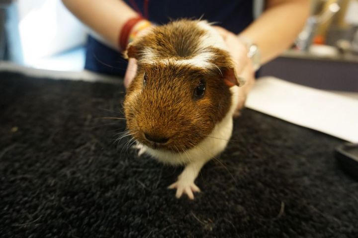 Cher, an adoptable Guinea Pig in Saint Paul, MN_image-1