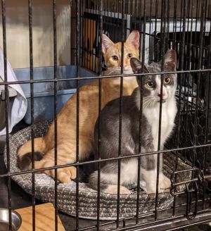 Cats for Adoption Near Metairie, LA | Petfinder