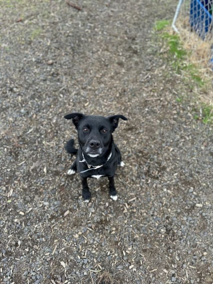 Sylvia, an adoptable Patterdale Terrier / Fell Terrier Mix in The Dalles, OR_image-3