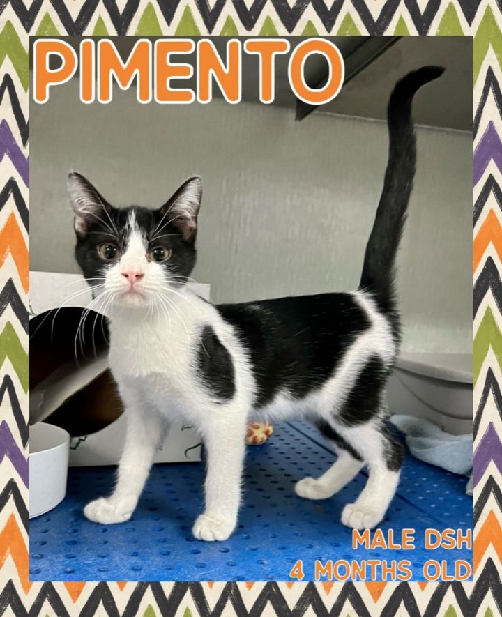 Pimento, an adopted Domestic Medium Hair Mix in Danville, IN_image-1