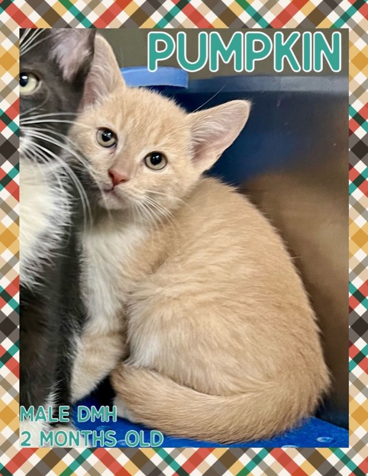 Pumpkin, an adopted Domestic Medium Hair Mix in Danville, IN_image-1