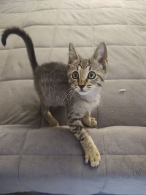 tabby cats for sale sydney