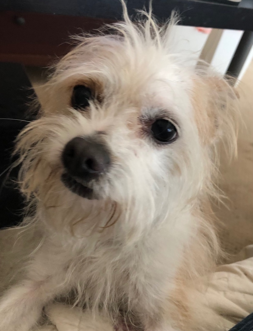 Dog for adoption - Mushu, a Terrier Mix in North Hills, CA | Petfinder