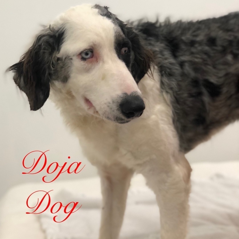 Doja Dog, an adoptable Aussiedoodle in Jacksonville, IL, 62650 | Photo Image 1