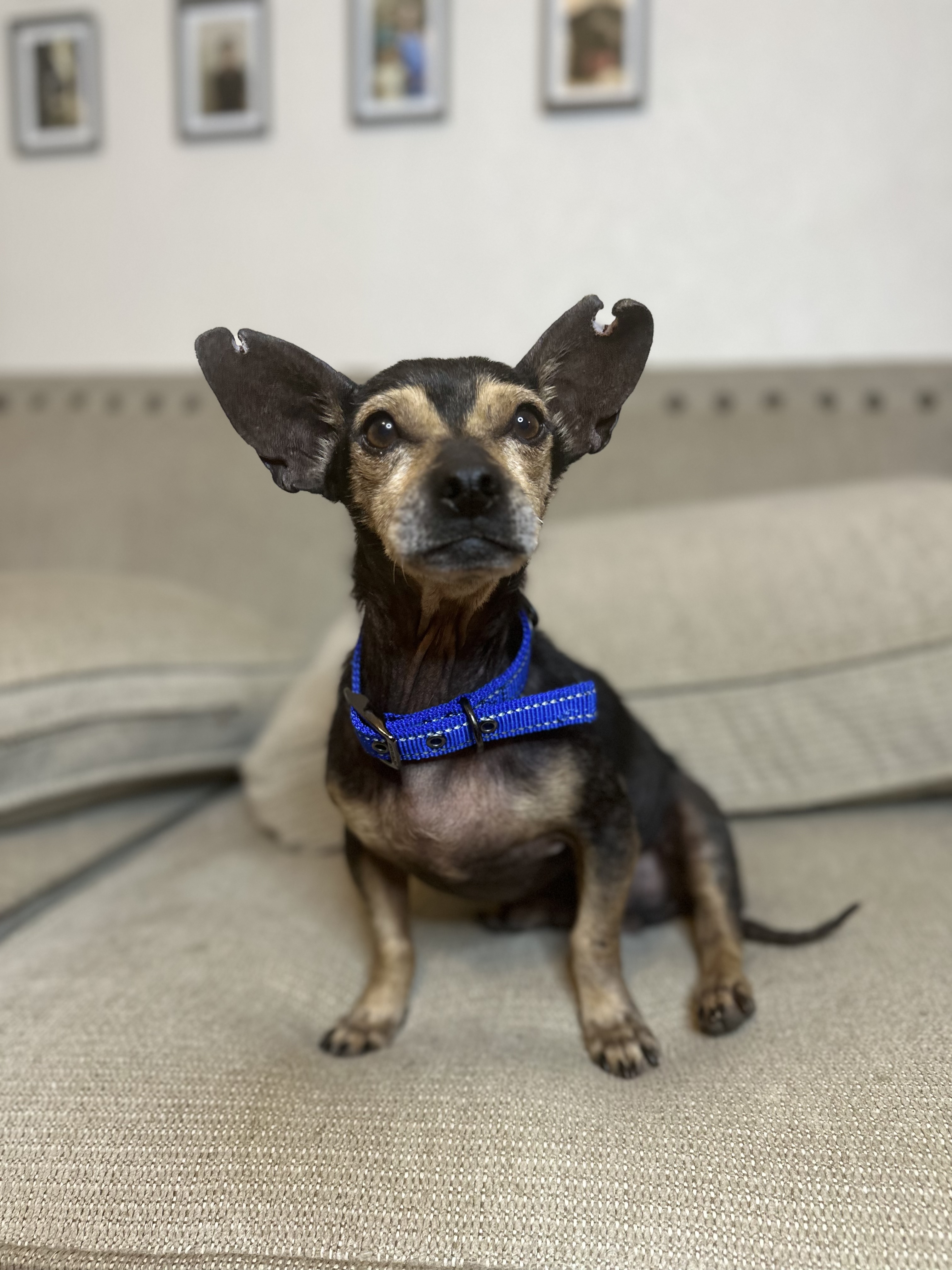 Carlitos, an adoptable Chihuahua in Oro Valley, AZ, 85755 | Photo Image 1