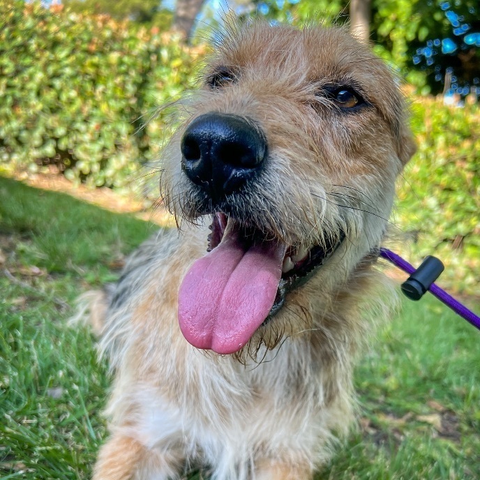 Airedale store terrier mix