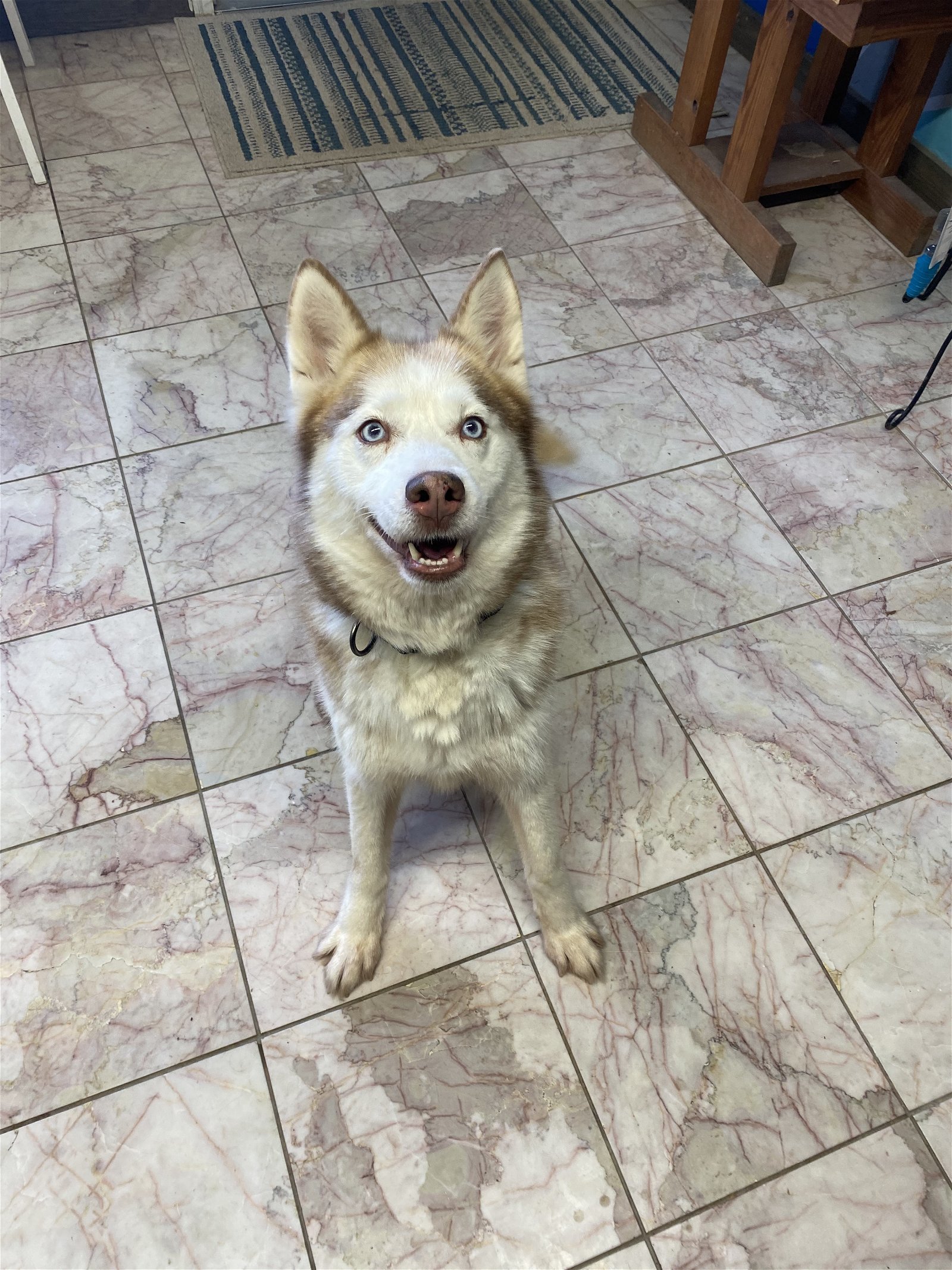 Faith, an adoptable Siberian Husky in Leavenworth, KS, 66048 | Photo Image 1