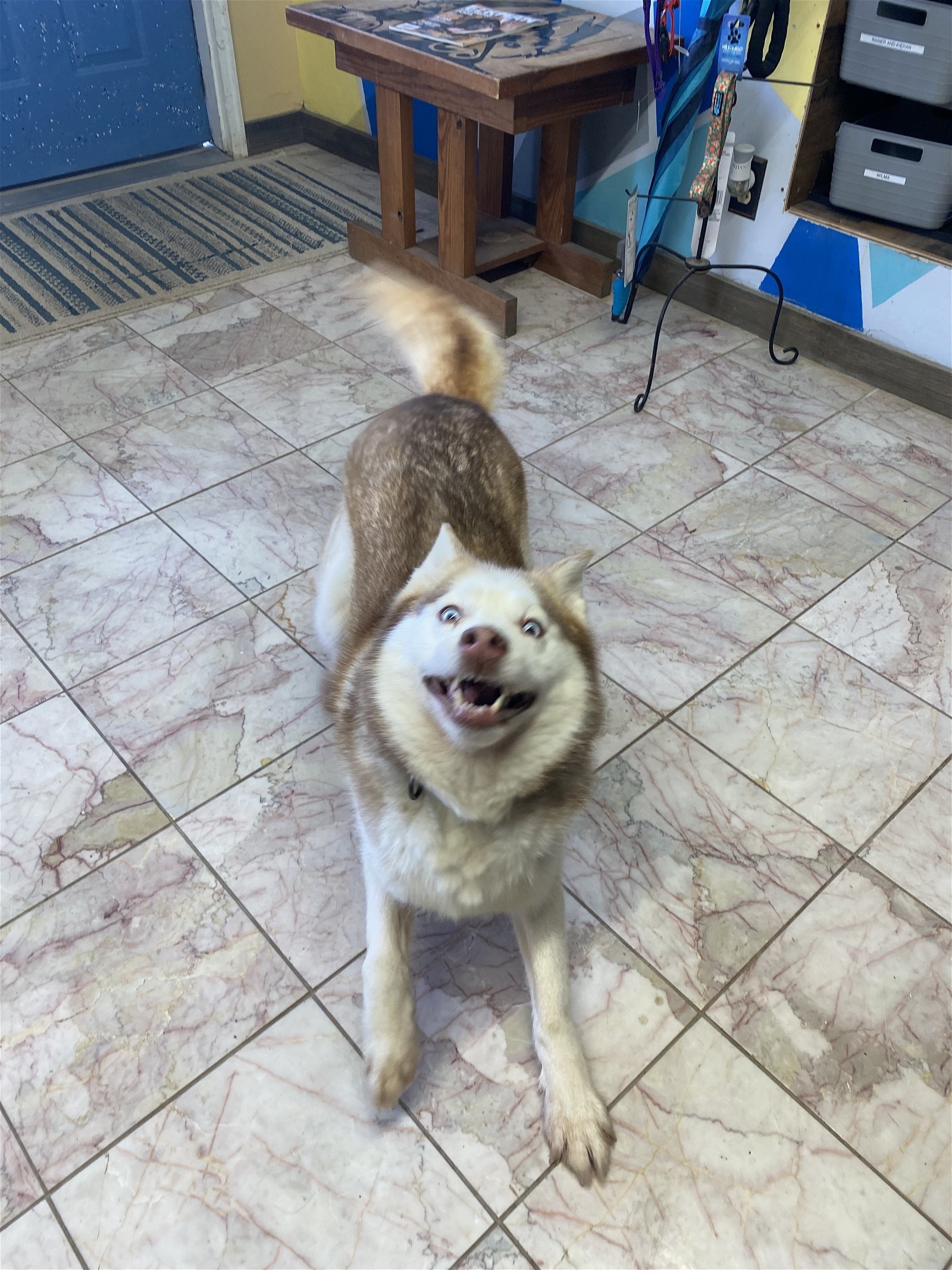 Faith, an adoptable Siberian Husky in Leavenworth, KS, 66048 | Photo Image 2