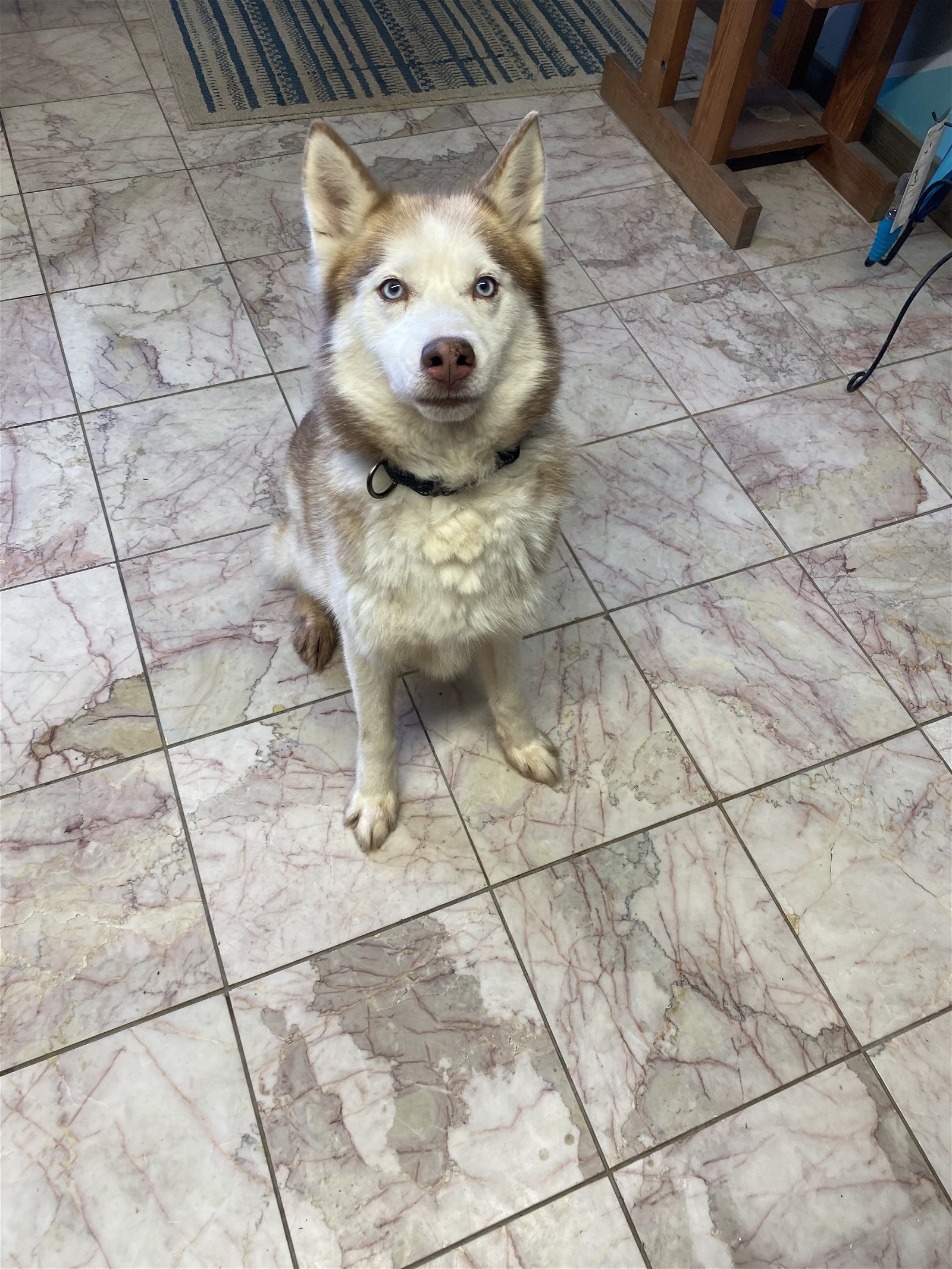 Faith, an adoptable Siberian Husky in Leavenworth, KS, 66048 | Photo Image 3