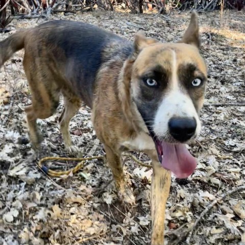 FREYA, an adoptable Shepherd, Mixed Breed in Point Richmond, CA, 94801 | Photo Image 1