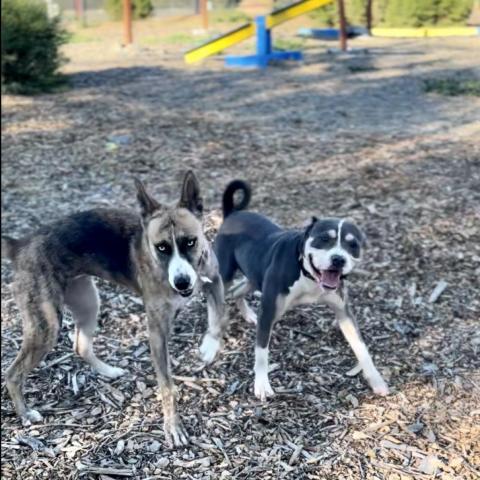 FREYA, an adoptable Shepherd, Mixed Breed in Point Richmond, CA, 94801 | Photo Image 2