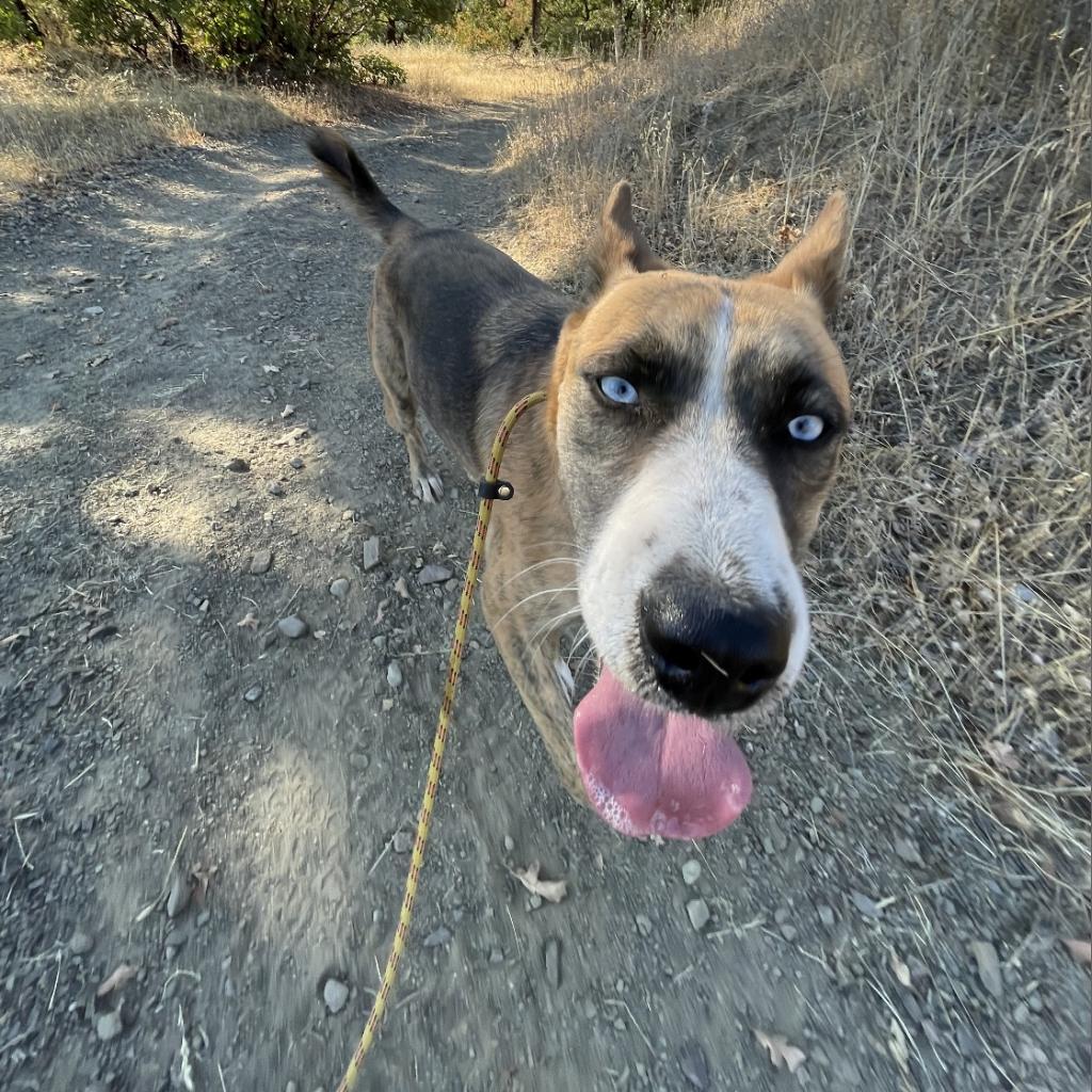 FREYA, an adoptable Shepherd, Mixed Breed in Point Richmond, CA, 94801 | Photo Image 2