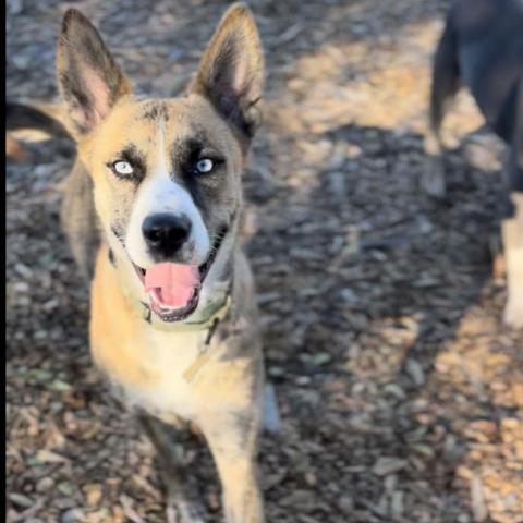 FREYA, an adoptable Shepherd, Mixed Breed in Point Richmond, CA, 94801 | Photo Image 3