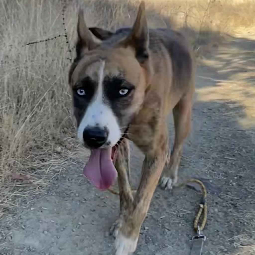 FREYA, an adoptable Shepherd, Mixed Breed in Point Richmond, CA, 94801 | Photo Image 3