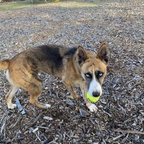 FREYA, an adoptable Shepherd, Mixed Breed in Point Richmond, CA, 94801 | Photo Image 4