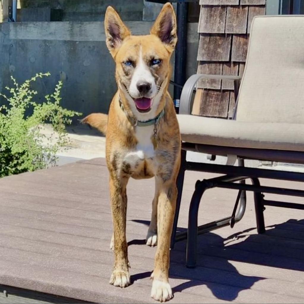 FREYA, an adoptable Shepherd, Mixed Breed in Point Richmond, CA, 94801 | Photo Image 4